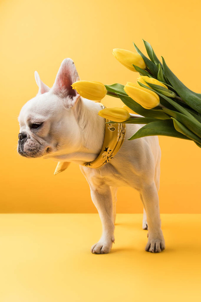 cute french bulldog and beautiful yellow tulip flowers on yellow - Zdjęcie, obraz