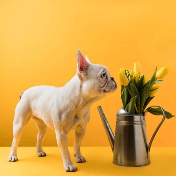 dog sniffing beautiful yellow tulips in watering can on yellow - Photo, Image