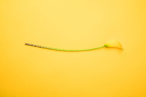 beautiful tender calla lily flower isolated on yellow - Fotoğraf, Görsel