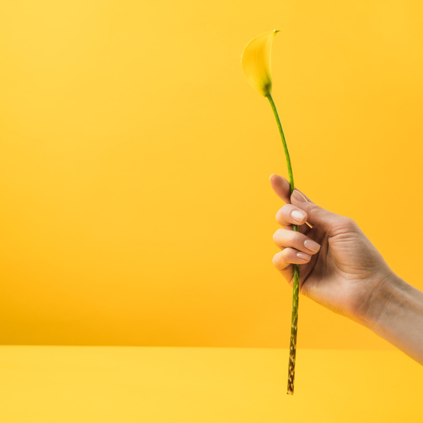 黄色オランダカイウユリ花黄色の絶縁を保持している人のクロップ撮影  - 写真・画像