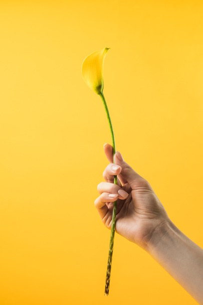 close-up partial view of person holding yellow calla lily flower isolated on yellow  - Foto, immagini