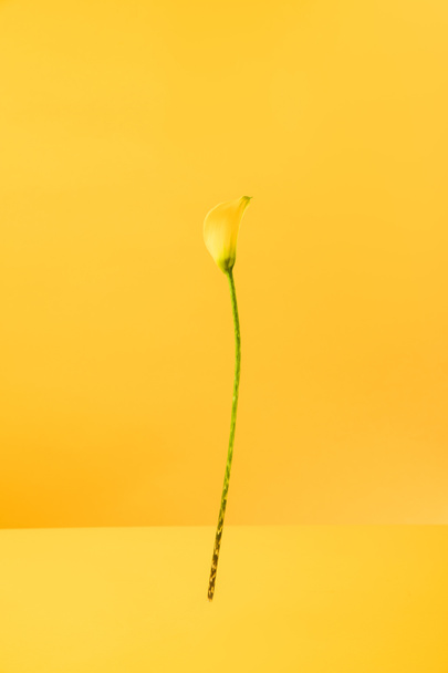 beautiful blooming spring calla lily flower isolated on yellow   - Fotografie, Obrázek