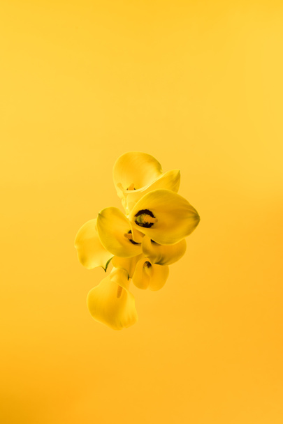 top view of beautiful yellow calla lily flowers isolated on yellow - Foto, imagen