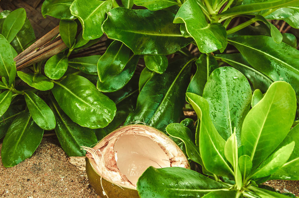 Een geopende kokosnoot tussen groen blad - Foto, afbeelding