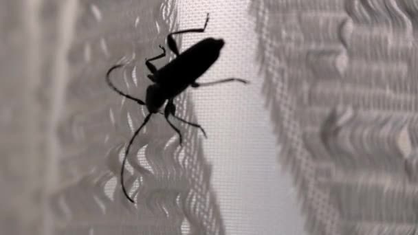 Zwarte kakkerlak roert lange snorren - Video