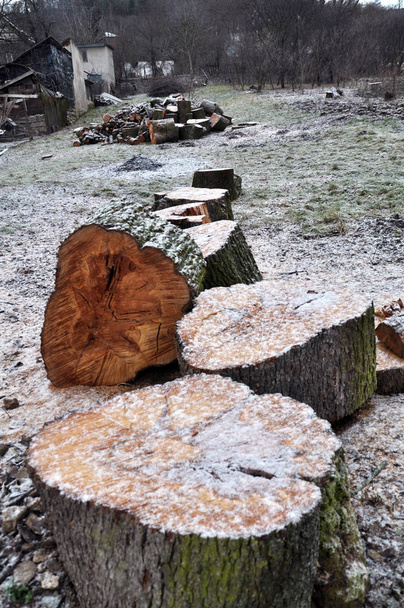 large diameter firewood - Photo, Image