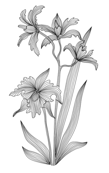 Decorative orchid - Vecteur, image