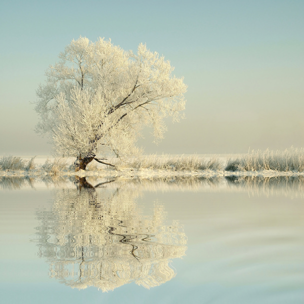 Zimowe drzewo pokryte mrozem - Zdjęcie, obraz