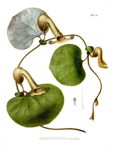Ilustracja z Palnt. Nova rodzajów et gatunki plantarum: Quas w itinere per brasiliam - Zdjęcie, obraz