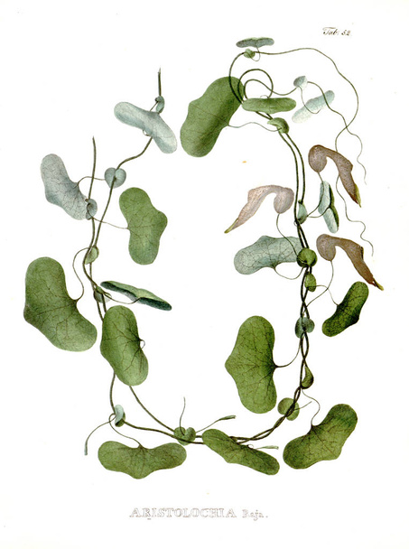 Illustration von Palnt. nova genera et species plantarum: quas in itinere per brasiliam - Foto, Bild