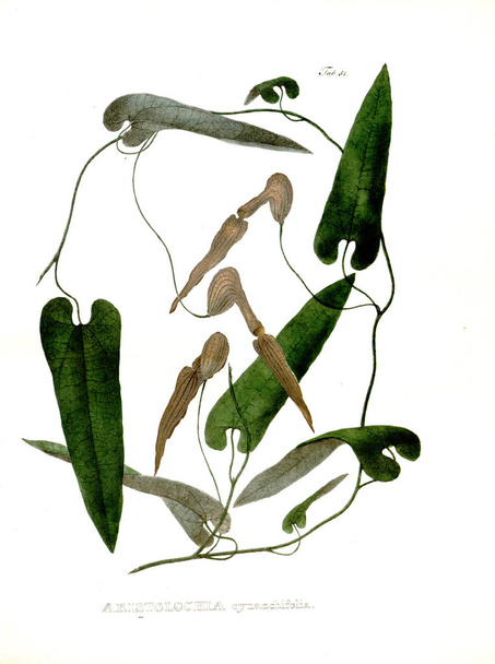 Ilustracja z Palnt. Nova rodzajów et gatunki plantarum: Quas w itinere per brasiliam - Zdjęcie, obraz
