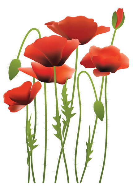 Red poppy flowers, vector illustration - Vector, afbeelding