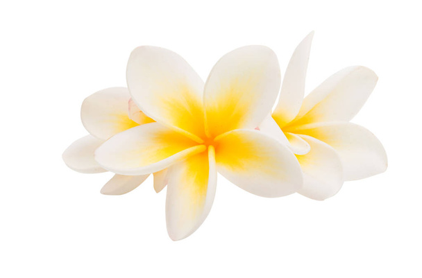 plumeria flor aislada
  - Foto, imagen