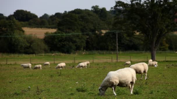 Pastoreio de ovelhas em um campo
 - Filmagem, Vídeo