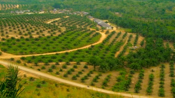 Plantages van oliepalmen boom rijen worden van boven gezien. Tropische landschap. - Video