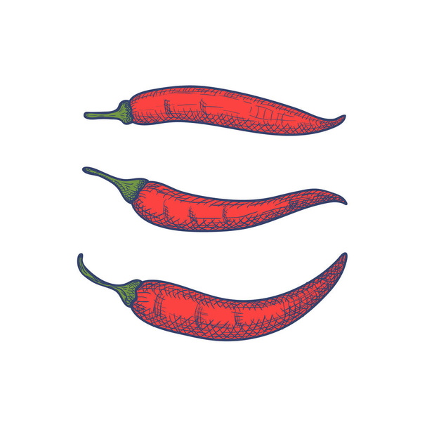 Hand Drawn Set of Chili Peppers Isolated on White Background. Vector - Vektor, Bild