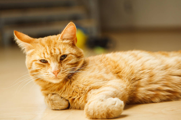 Cute red careless cat with long ears looking at camera laying on floor - Photo, Image