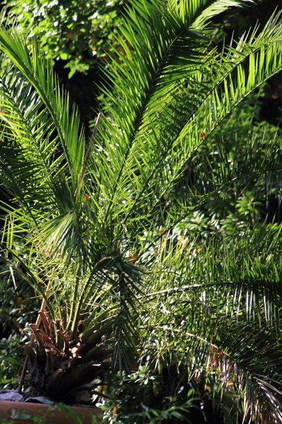 palm tree leaves - Fotoğraf, Görsel