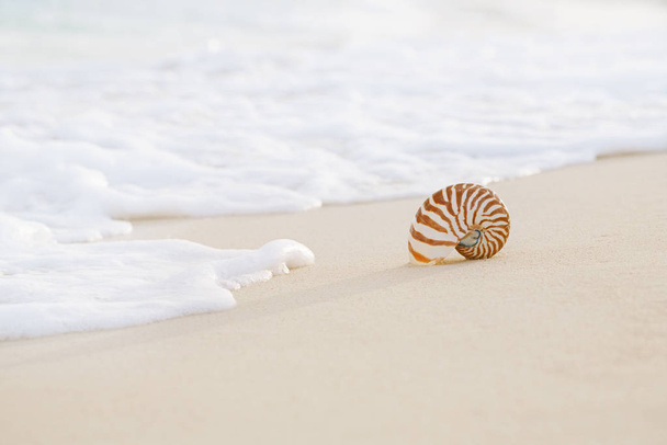 ノーチラスに繊細なピンクの日の出、浅い波と黄金の砂のビーチで海のシェル - 写真・画像