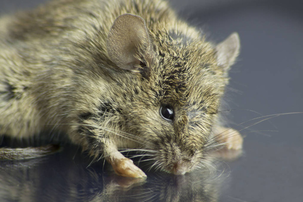Υψηλή ανάλυση μακρο φωτογραφία ενός ποντικιού - Φωτογραφία, εικόνα