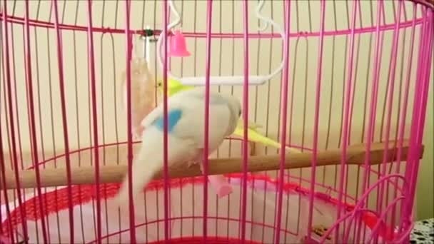 feed in the cage yellow and white canary bird hd video image, feed the cage canary at home, - Footage, Video