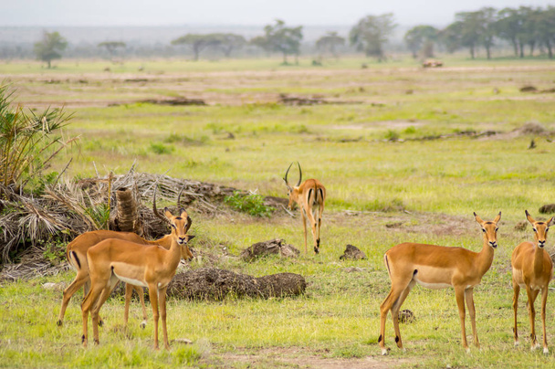 Plusieurs impalas pâturant dans la prairie de savane d'Amboseli Pa
 - Photo, image