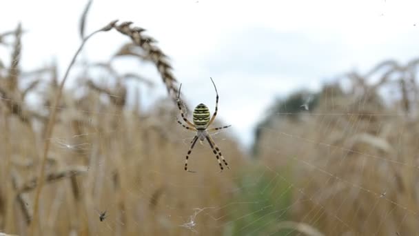 Wasp spider wheat ear - Footage, Video