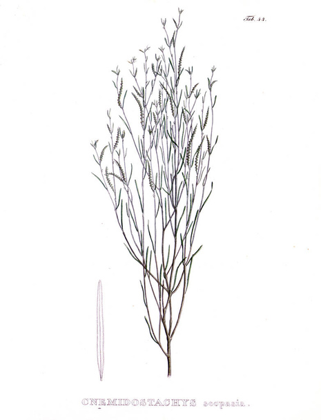 Illustration von Palnt. nova genera et species plantarum: quas in itinere per brasiliam - Foto, Bild