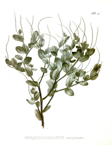 Ілюстрація обпеченого. Нові роди та види plantarum:quas у Бразилії
 - Фото, зображення