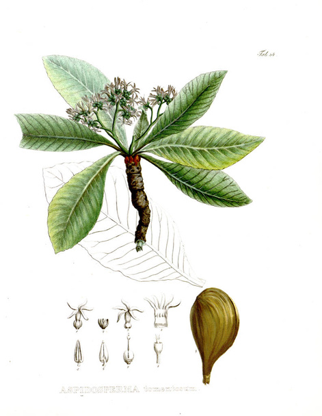 Иллюстрация пальнта. Nova genera et species plantarum: quas in itinere per Brasiliam
 - Фото, изображение