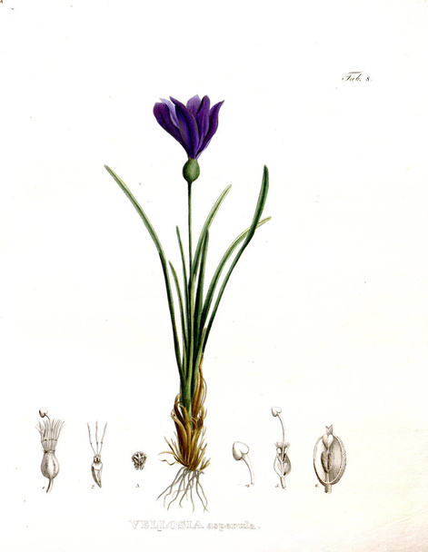 パルトのイラスト。ノヴァ属の種植物:ブラジリアム当たりのイネレの準 - 写真・画像