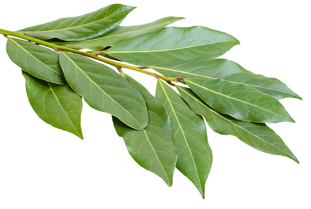 Branche de feuilles de laurier sur fond blanc
 - Photo, image