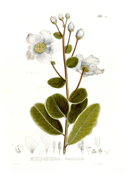 Illustratie van palnt. Nova genera et soorten Plantarum: quas in itinere per Brasiliam - Foto, afbeelding