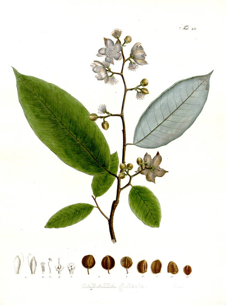 パルトのイラスト。ノヴァ属の種植物:ブラジリアム当たりのイネレの準 - 写真・画像