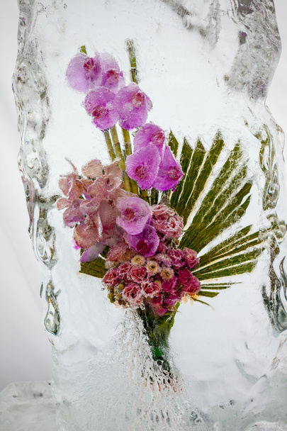 De belles fleurs avec de la glace
 - Photo, image