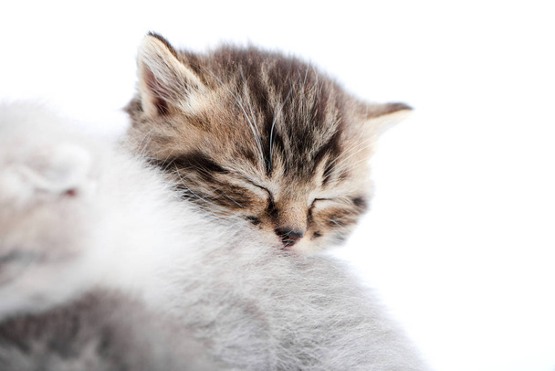 Lähikuva pikku ruskea ihana vastasyntynyt kissanpentu nukkuu toisen harmaa pörröinen kisu poseeratessaan valkoinen valokuva studio
 - Valokuva, kuva