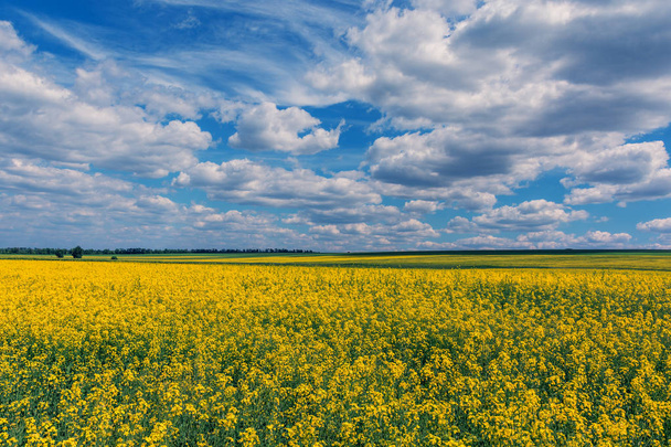 Yellow oil rape seeds in bloom. Field of rapeseed - plant for green energy - Foto, imagen