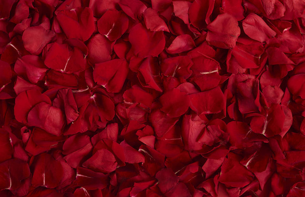 beautiful rose petals - Foto, imagen