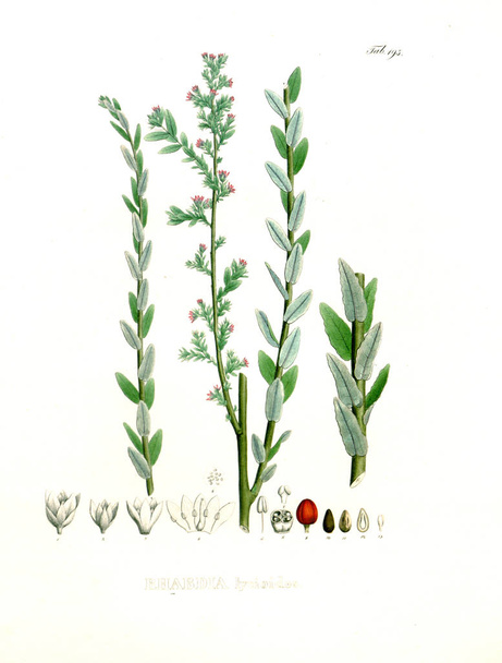 Illustratie van palnt. Nova genera et soorten Plantarum: quas in itinere per Brasiliam - Foto, afbeelding