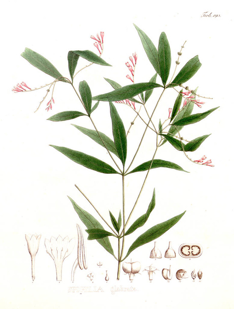 Illustration of palnt. Nova genera et species plantarum :quas in itinere per Brasiliam - Photo, Image