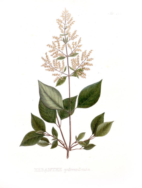Ilustração de palnt. Nova genera et species plantarum: quas in itinere per Brasiliam
 - Foto, Imagem