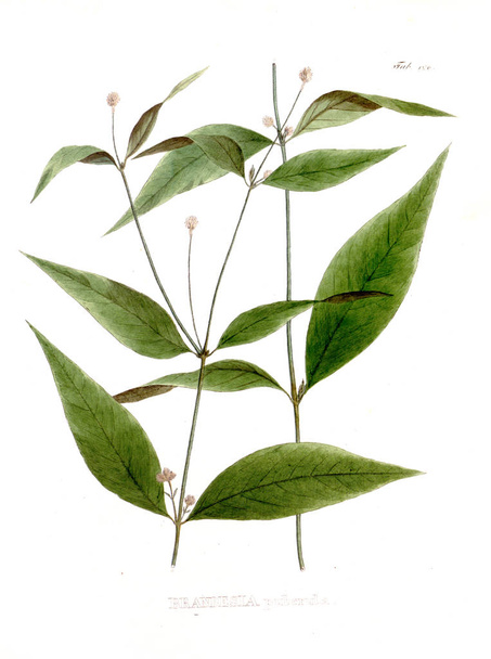 Kuva palntista. Nova genera et species plantarum: quas in itinere per Brasiliam
 - Valokuva, kuva