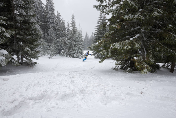Snowboarder rides downhill  amidst huge snow-covered fir trees - Fotoğraf, Görsel