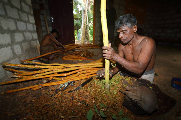 スリランカのシナモンの生産 - 写真・画像