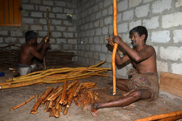Cinnamon production in Sri Lanka - Photo, Image
