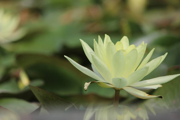 Vihreä Lotus kukka lammessa etsivät mahtava miten kaunis luonto se on
 - Valokuva, kuva