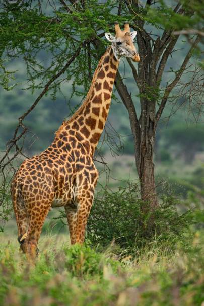 Żyrafa - Giraffa Żyrafy, safari w Kenii, w Afryce. Ładny członkiem afrykańskiej Wielka Piątka. - Zdjęcie, obraz