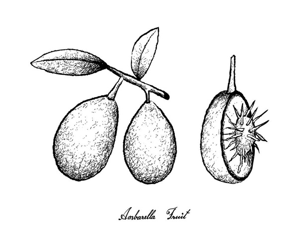 Dibujado a mano de frutas de ambarella sobre fondo blanco
 - Vector, imagen