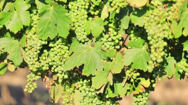 Seasonal vineyard background - Footage, Video