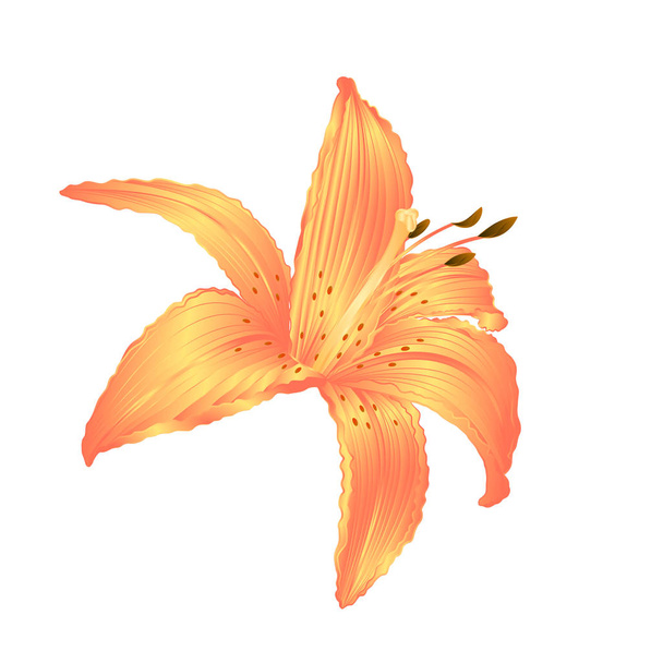 Gele bloem Lelie Lilium candidum worden bewerkt op een witte achtergrond vectorillustratie bewerkbare Hand tekenen - Vector, afbeelding